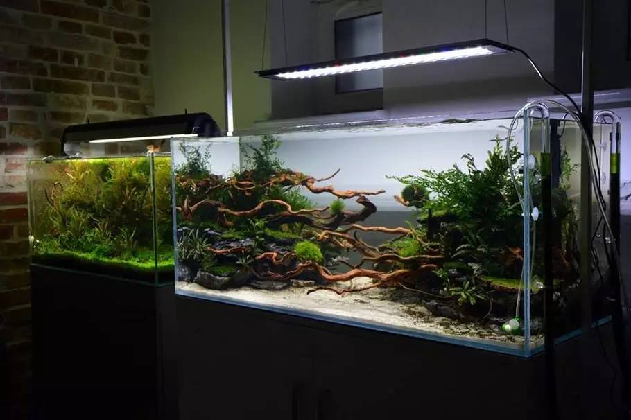 比较好打理的草缸,最适合新手的草缸