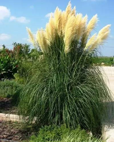观赏草美景图片大全,观赏草叶