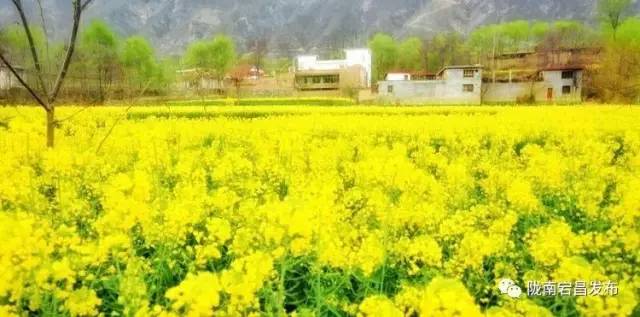 愿和你相遇,宕昌春晚春暖花开