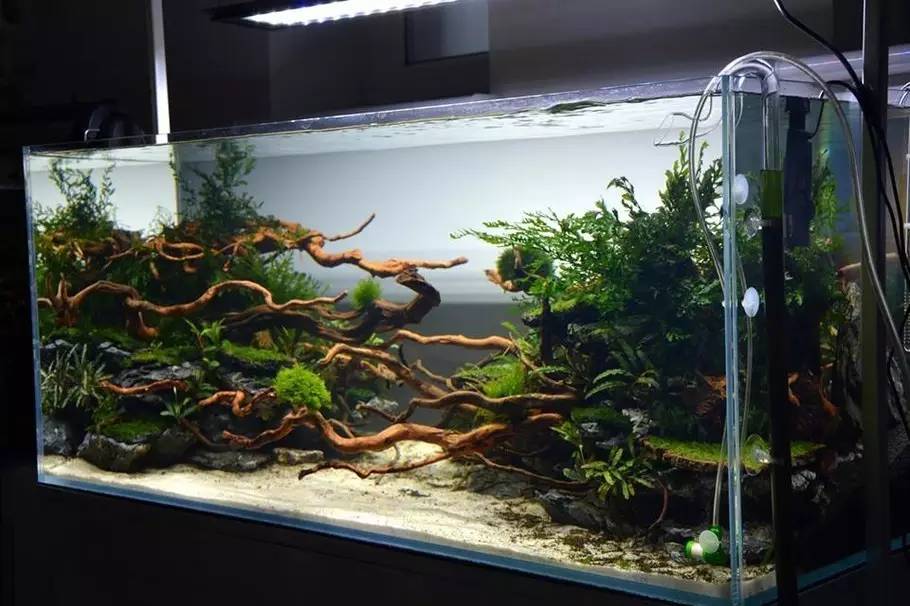 比较好打理的草缸,最适合新手的草缸
