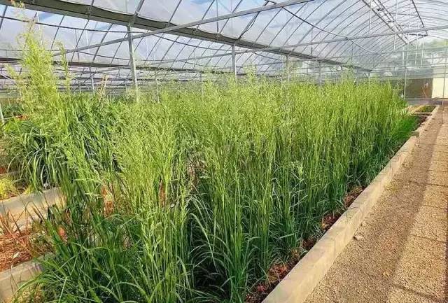 观赏草美景图片大全,观赏草叶