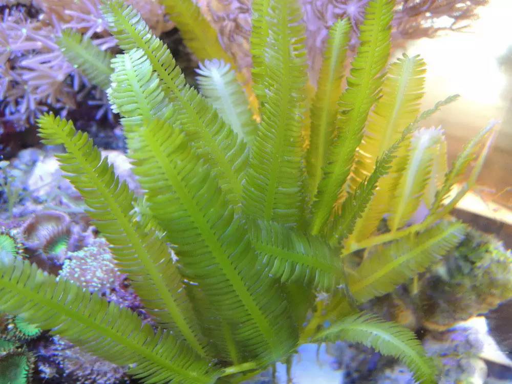 海缸海藻需要固定吗,海藻海缸造景