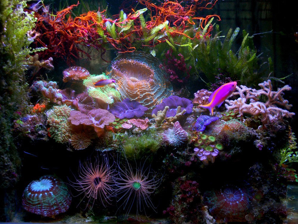 海缸海藻需要固定吗,海藻海缸造景