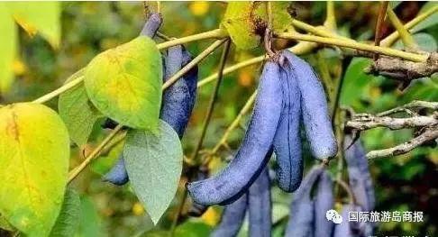 海南你没见过的水果,海南你没有见过的水果