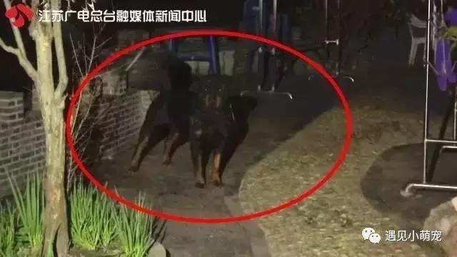 我们走——我们去看皮皮狗~