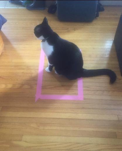 猫咪逗猫正确方式,猫咪逗猫的方法