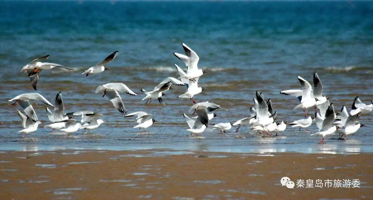 给所有秦皇岛人,这里有一份春天请你查收!