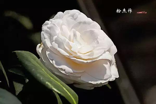 四大名花之山茶,中国百种山茶图片