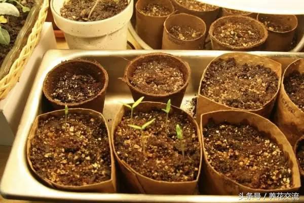 有了种子怎么种菜,有几种种植方法