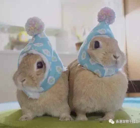 我的地盘听我的,我的地盘听我的翻唱现场