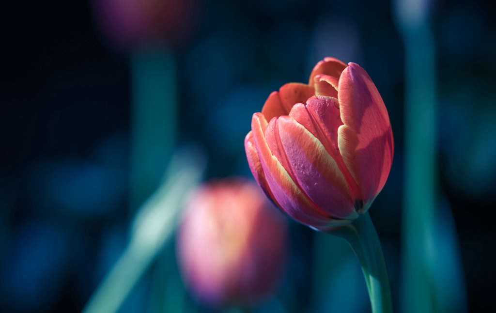 尼康85f1.8d夜景人像作品,尼康d5100501.8拍风景