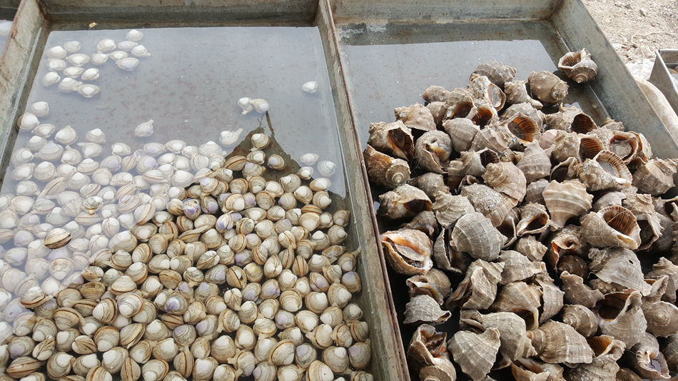 唐山市乐亭县大集,河北唐山乐亭大集