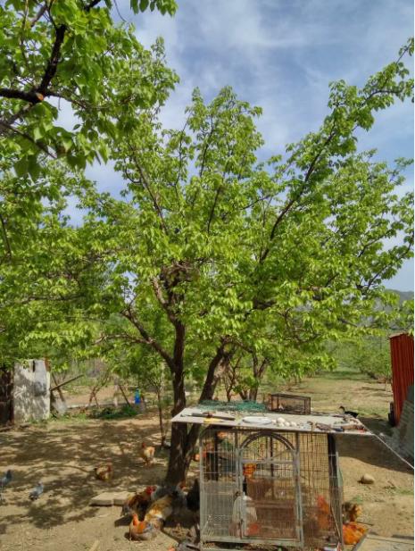 最美乡村小院北京,北京美丽新乡村精品独院出租