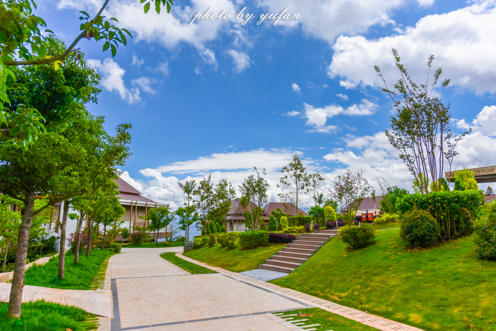 云端上的世外桃源，看看浇灌牛奶和土鸡蛋的有机乌龙茶长成啥样