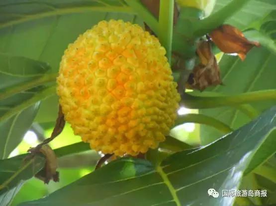 海南你没见过的水果,海南你没有见过的水果