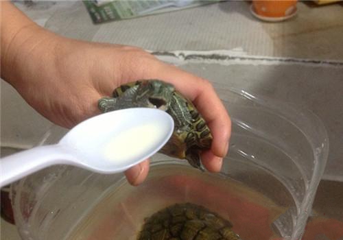 小乌龟冬眠的秘密,关于乌龟你不知道的小秘密