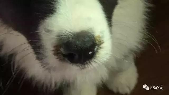 我是怎样把狗狗养死的（二）：我只是给它洗了个澡啊