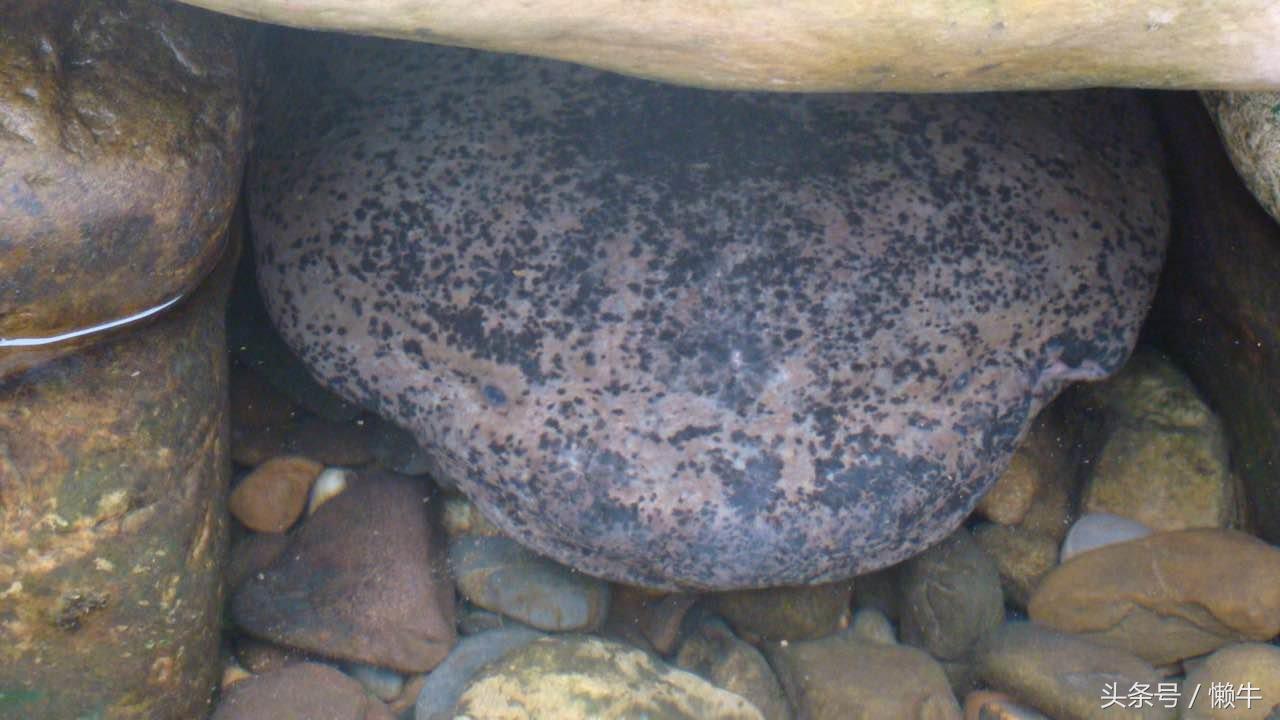 执着少年放弃外企高薪身居大山养大鲵，3年亏损上百万仍不言放弃