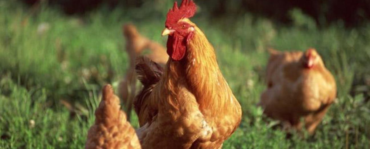 新希望饲料发展,新希望集团案例分析