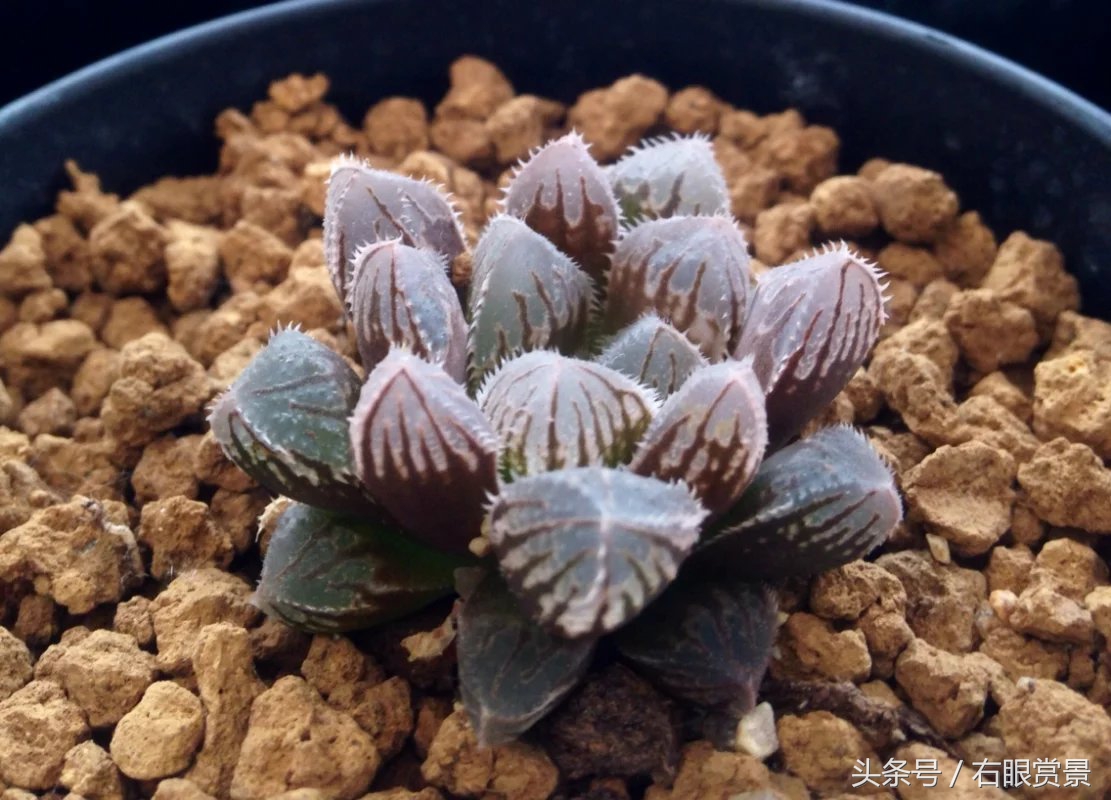 精品多肉颗颗都是韩版欧货老桩让您大呼过瘾