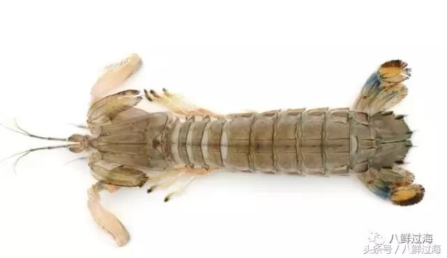 比手臂还粗的皮皮虾你吃过了吗,比手臂还大的皮皮虾吃起来超过瘾