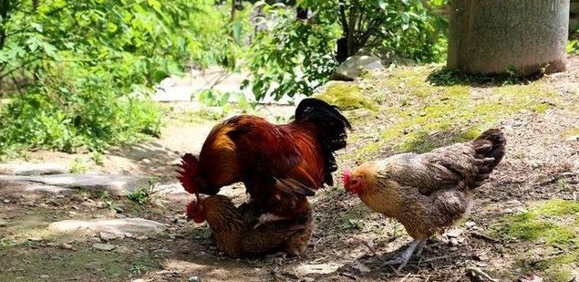 土鸡蛋营养差别不大,土鸡蛋鸭蛋分不清