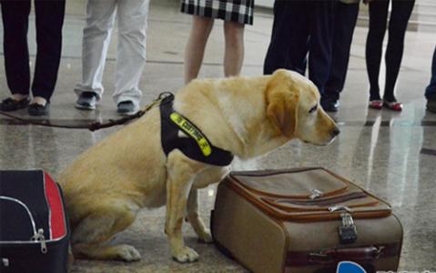 道格队长丨狗狗的行为纠正12期丨夭寿啦！我家狗又在吃屎啦