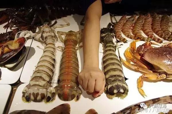 比手臂还粗的皮皮虾你吃过了吗,比手臂还要大的皮皮虾你吃过没有