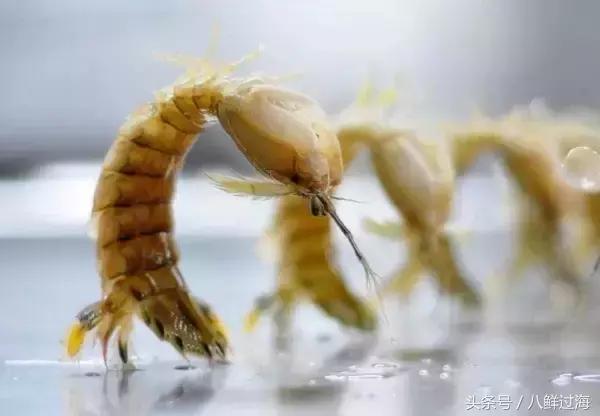 比手臂还粗的皮皮虾你吃过了吗,比手臂还大的皮皮虾吃起来超过瘾