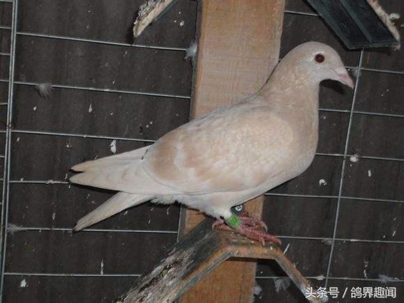 信鸽怎么训练不丢鸽,信鸽比赛如何记录归巢时间
