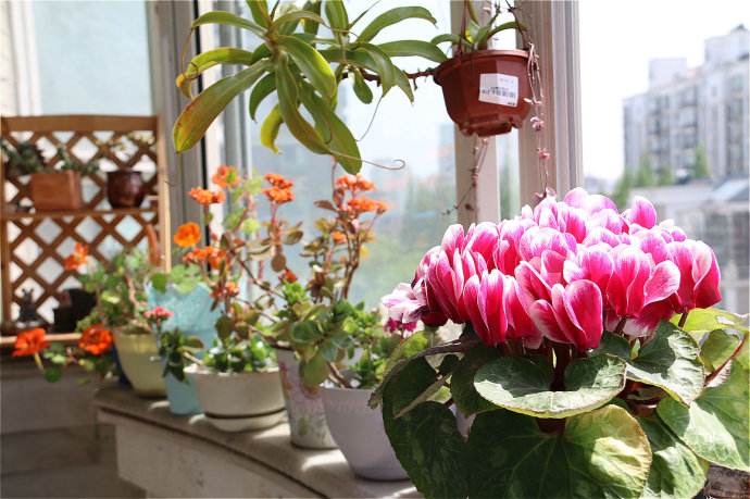 木质花架推荐用吗,什么样的木质花架好看