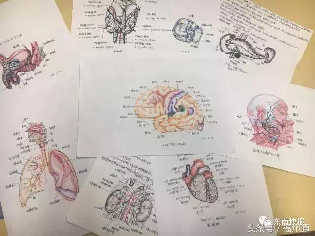 这美女厉害了!福州女大学生手绘人体解剖图太逼真!