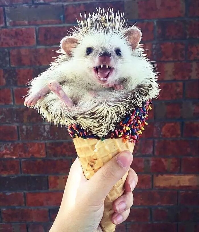 养一只刺猬,这么可爱的刺猬你也想养一只吗