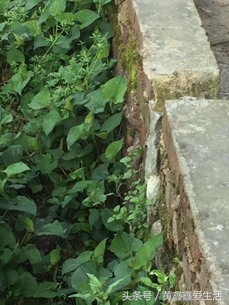 它在本草纲目中占有很重要的地位，有人说它很香、有人说它很难闻