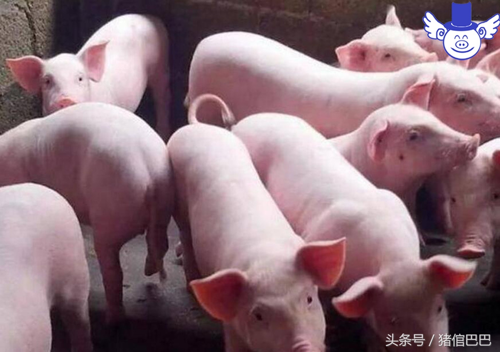 疥螨寄生虫,疥虫感染的症状