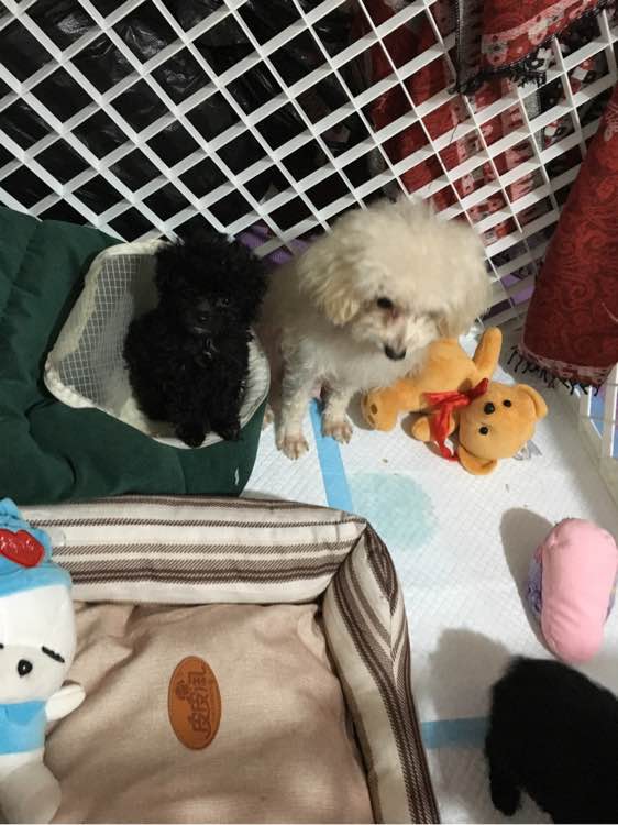 小贵宾怀孕20天不爱吃东西怎么办,贵宾怀孕一个月身体变化