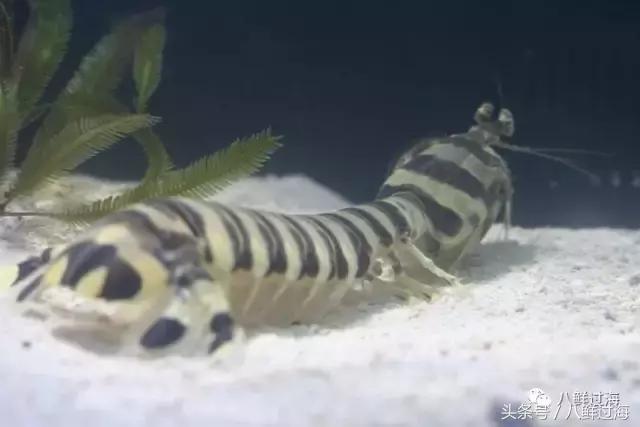 比手臂还粗的皮皮虾你吃过了吗,比手臂还大的皮皮虾吃起来超过瘾