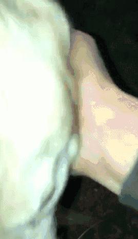 俗话说“虎毒不食子”,微笑天使萨摩耶咬死刚出生的小哈士奇