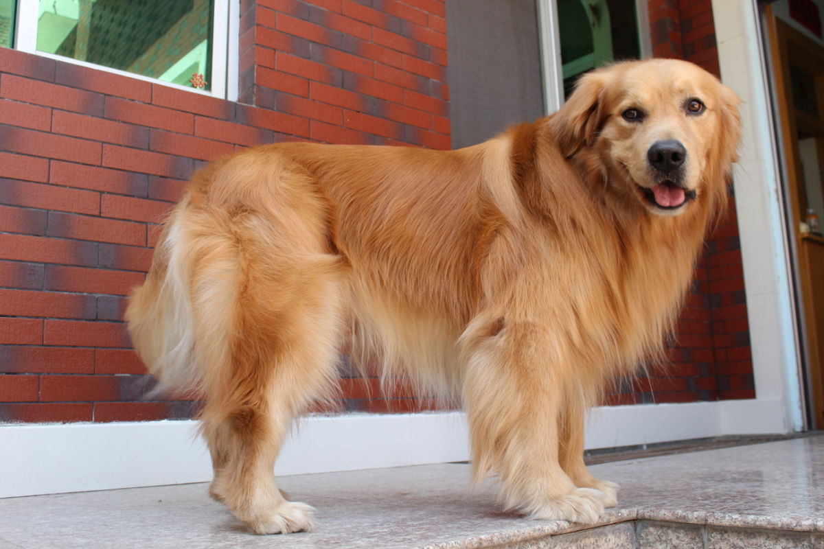 铲屎官大金毛,新手铲屎官适合养金毛吗