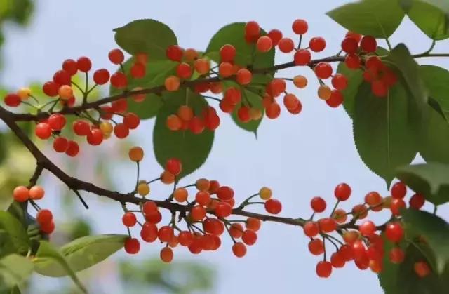 成都周边哪里樱桃最好吃,成都樱桃采摘园附近最近地方