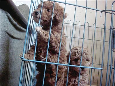 *渎亵**生灵的交易,购买就是助凶,我们称它为星期狗