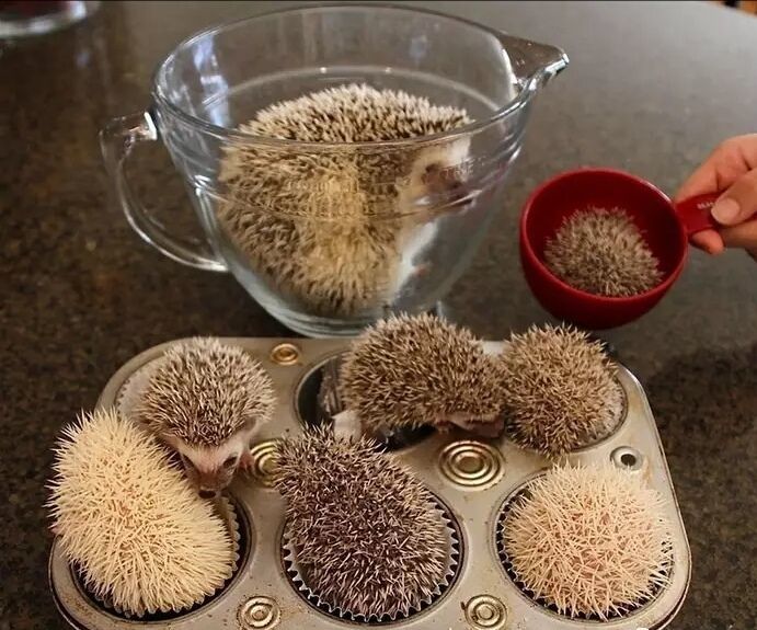 养一只刺猬,这么可爱的刺猬你也想养一只吗