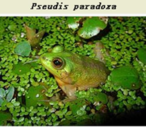 蝌蚪为什么那么慢变青蛙,你知道蝌蚪是怎么变成青蛙的吗