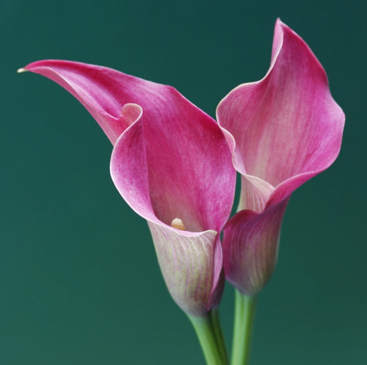 马蹄莲挺秀雅致，花苞洁白，叶片翠绿，可药用清热解毒，治烫伤