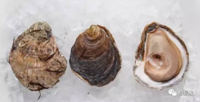 贝类海鲜的品种及图片大全,常见的贝类海鲜图片大全及名称