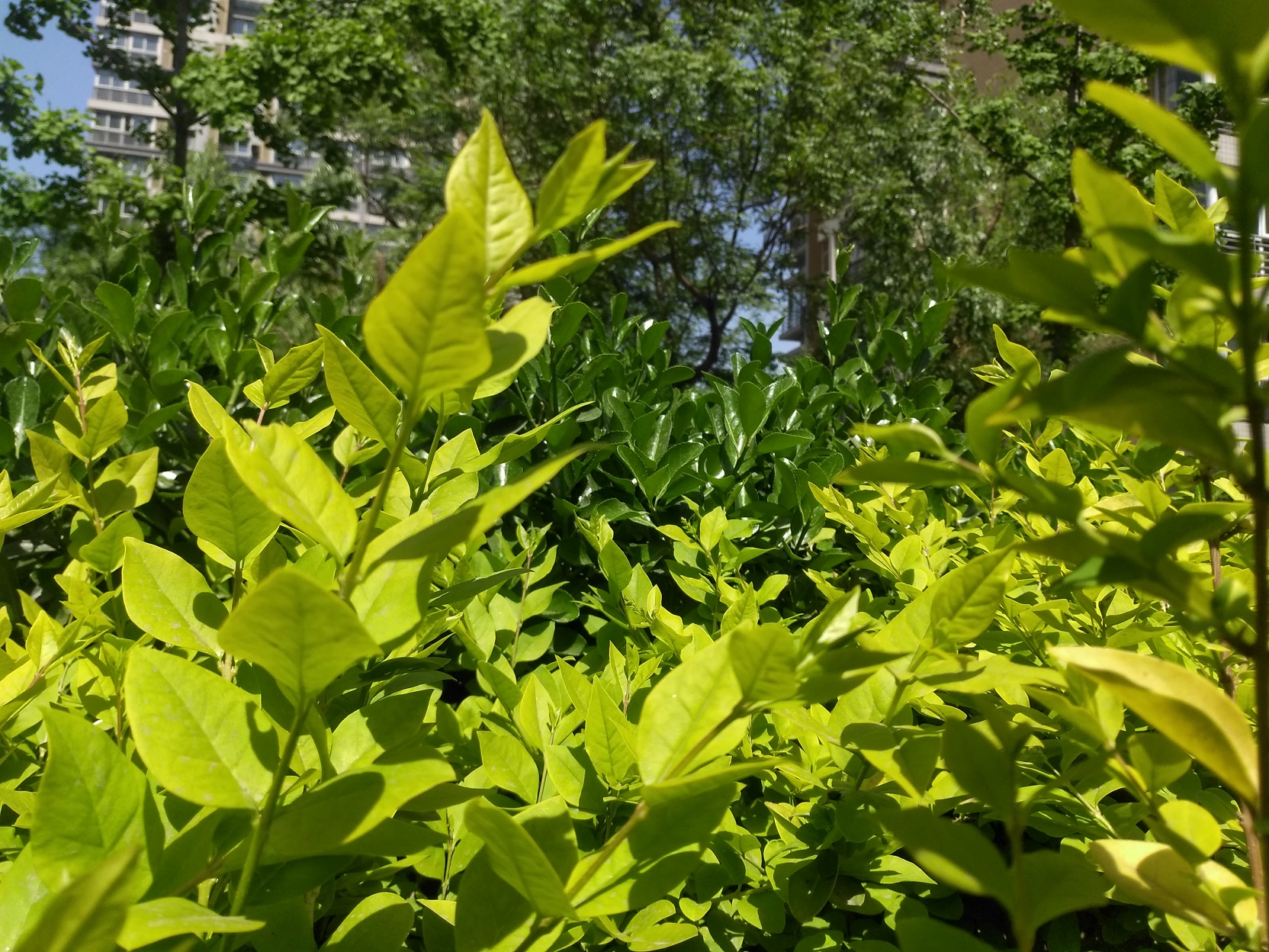 金立m6splus与金立m6plus的区别,金立m6splus指纹失灵