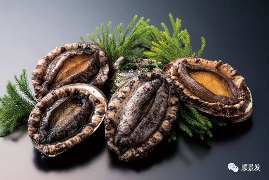 贝类海鲜的品种及图片大全,常见的贝类海鲜图片大全及名称