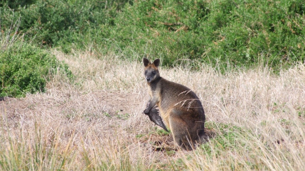 小袋鼠的真实视频,小袋鼠的行为