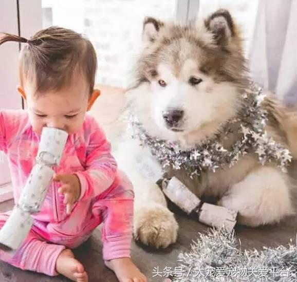 阿拉斯加犬活宠,一周照顾一次的宠物