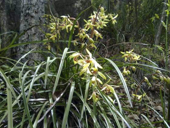 三门峡卢氏野生细叶松针蕙兰,三门峡卢氏黑皮大宽叶野生蕙兰